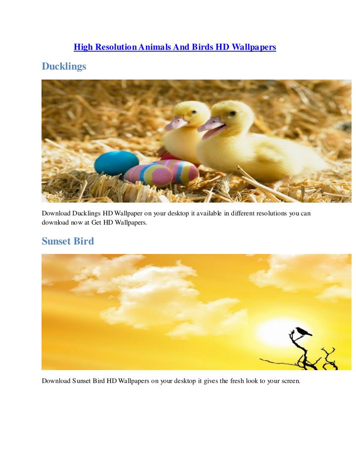 Slide1 N - - Duck - HD Wallpaper 