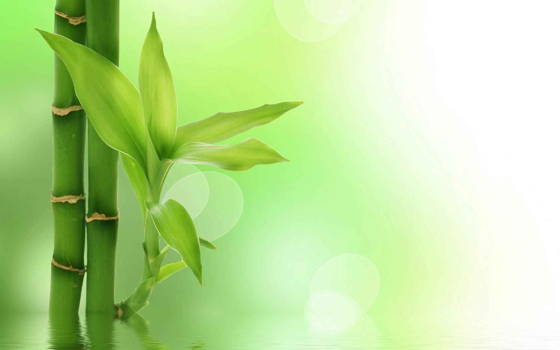 bamboo powerpoint presentation background