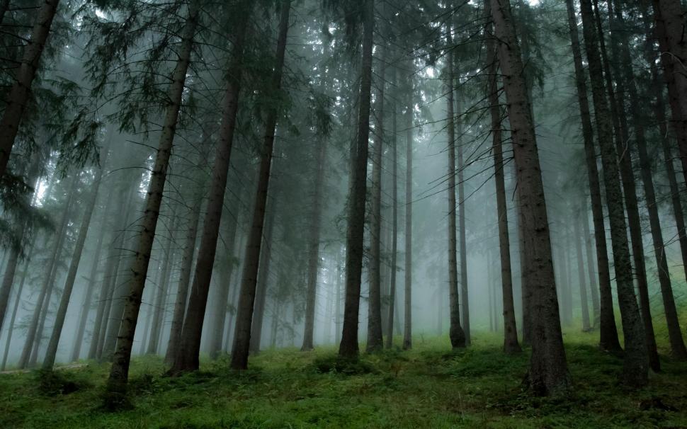 Landscape, Nature, Forest, Mist, Pine Trees Wallpaper,landscape - Pine Trees - HD Wallpaper 
