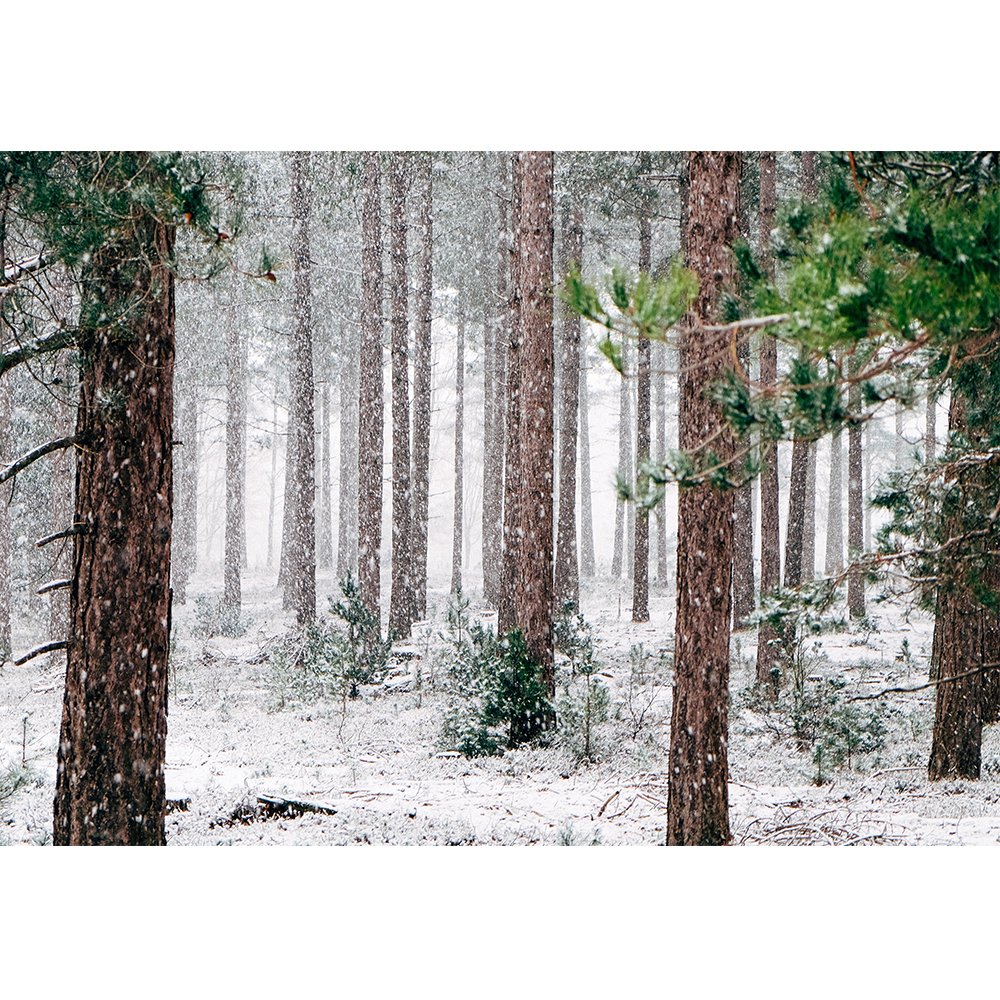 Tall Pine Trees Snow - HD Wallpaper 