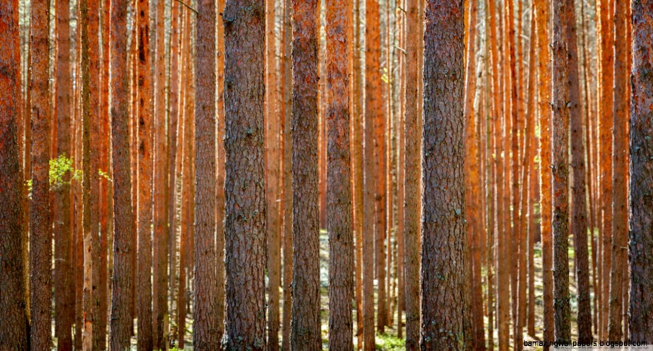 Pine Forest Hd Desktop Wallpaper High Definition Fullscreen - Wallpaper - HD Wallpaper 