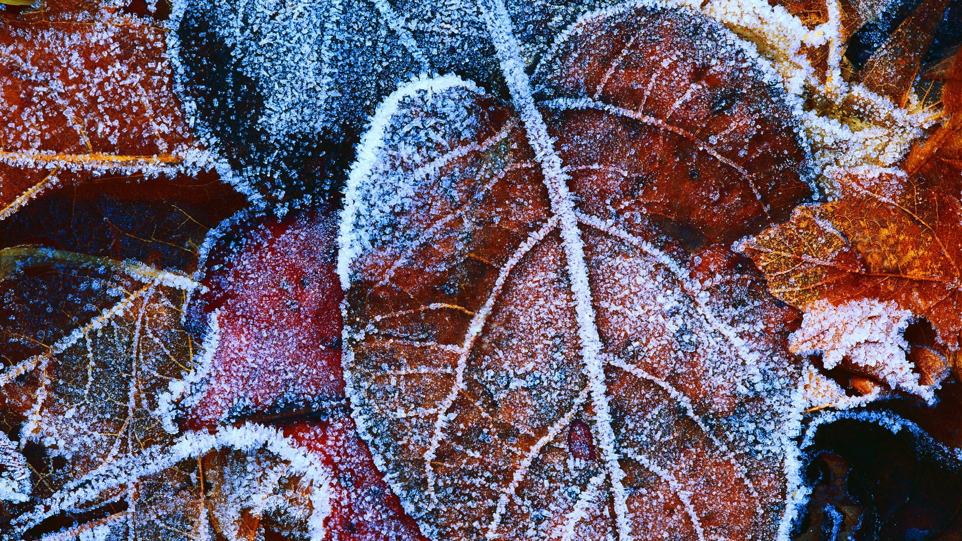 Wallpaper The Red Leaves Of Frost - Winter Leaves - HD Wallpaper 
