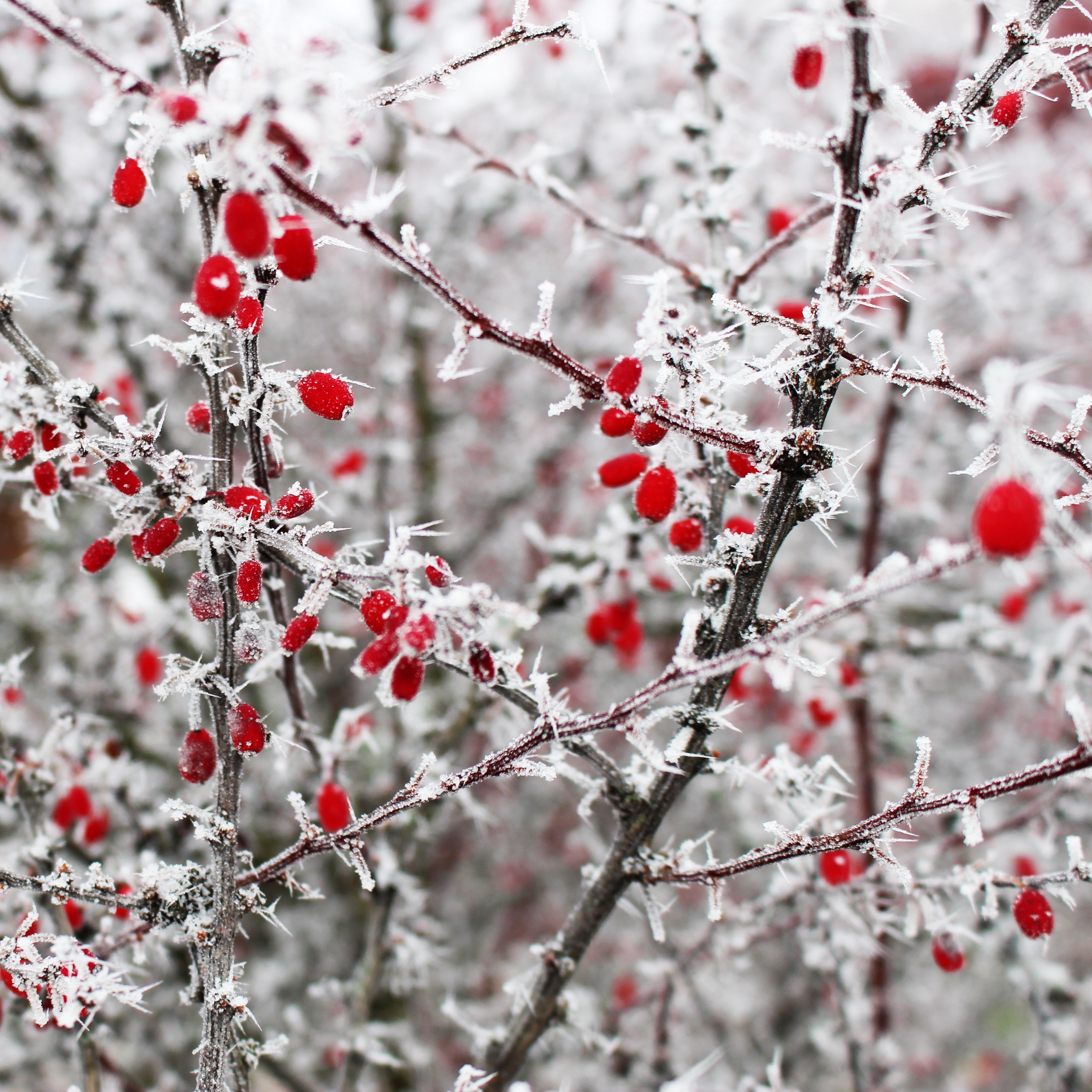 Wallpaper Berries, Frost, Branches, Red, Winter, Spines - Winter Berries Desktop Background - HD Wallpaper 