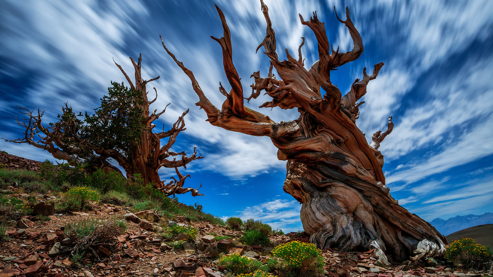 Usa, Ancient Bristlecone Pine Forest, Tree, Nature, - Ancient Bristlecone Pine Forest - HD Wallpaper 