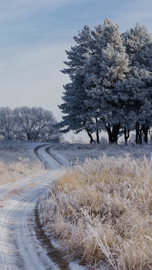 Field Frost Grass Trees Iphone Wallpaper - Frost Iphone Wallpaper 8 - HD Wallpaper 