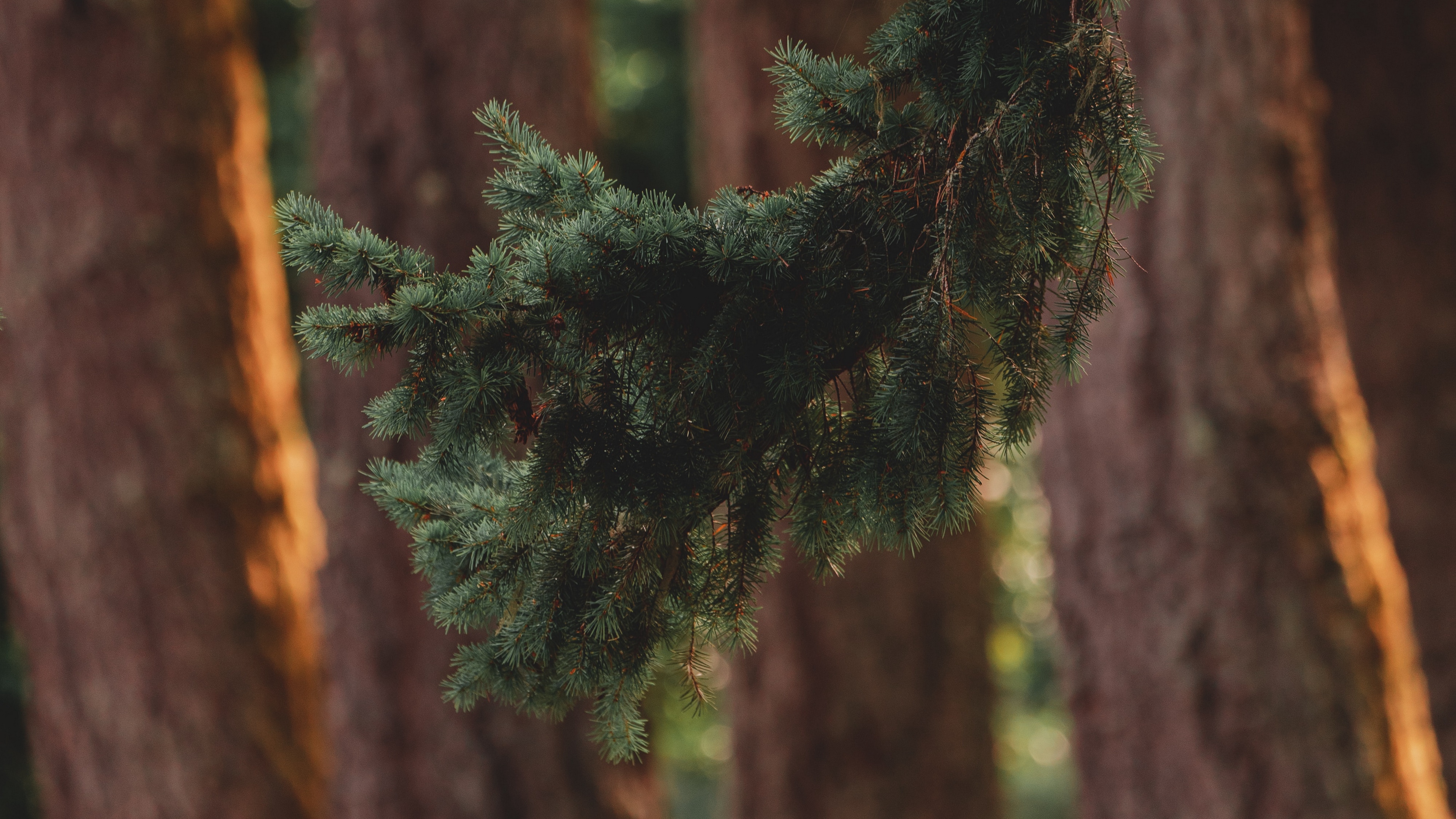 Wallpaper Branch, Pine, Trees, Forest, Coniferous - Mobile Phone - HD Wallpaper 