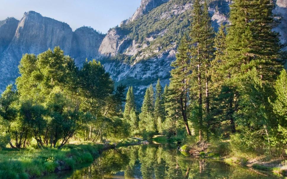 Pine Tree Forest Wallpaper,pine Tree Forest Hd Wallpaper,background - Pine Forest Wallpaper Mountains - HD Wallpaper 