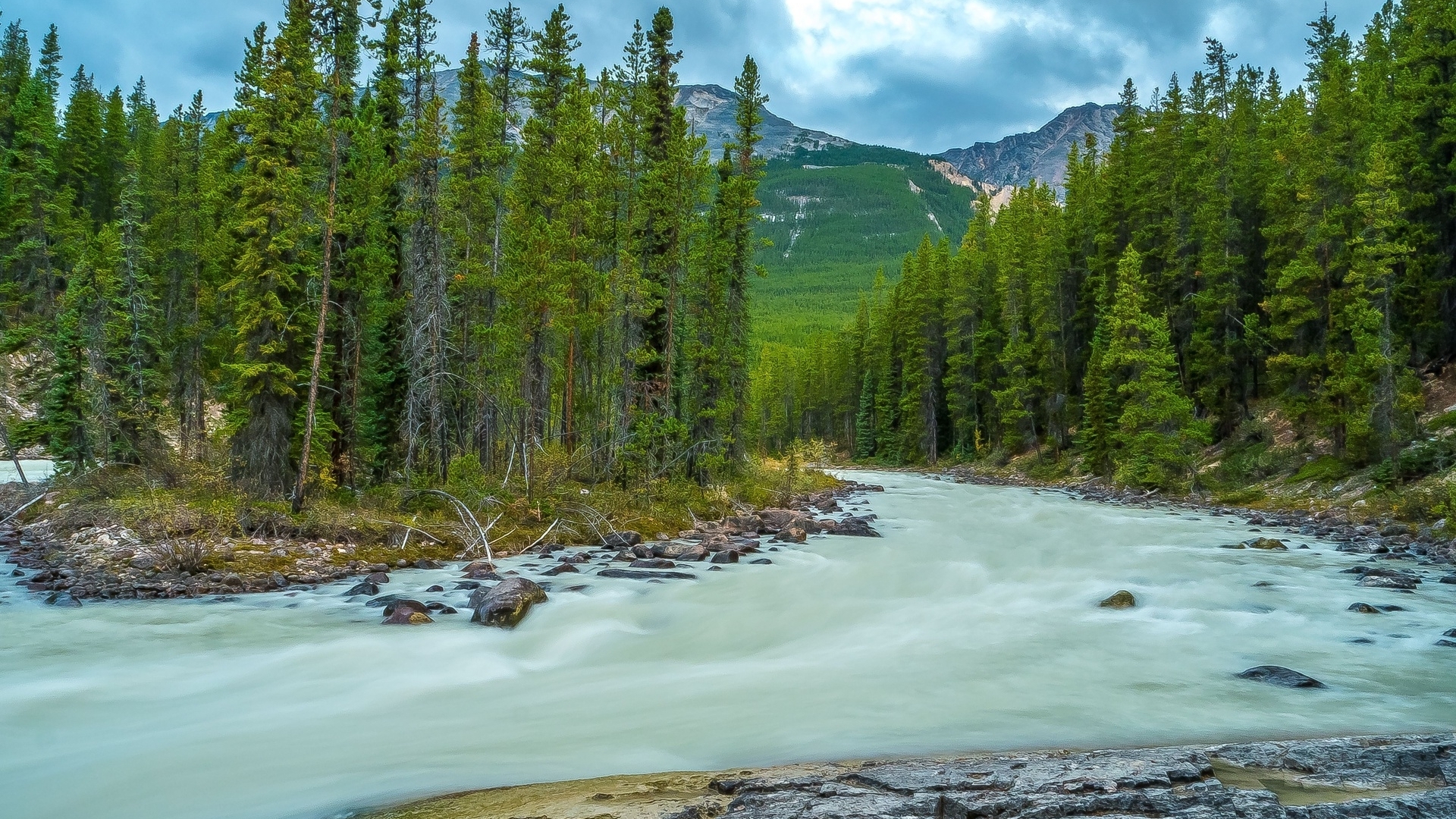 Free Download Pictures - Spruce-fir Forest - HD Wallpaper 