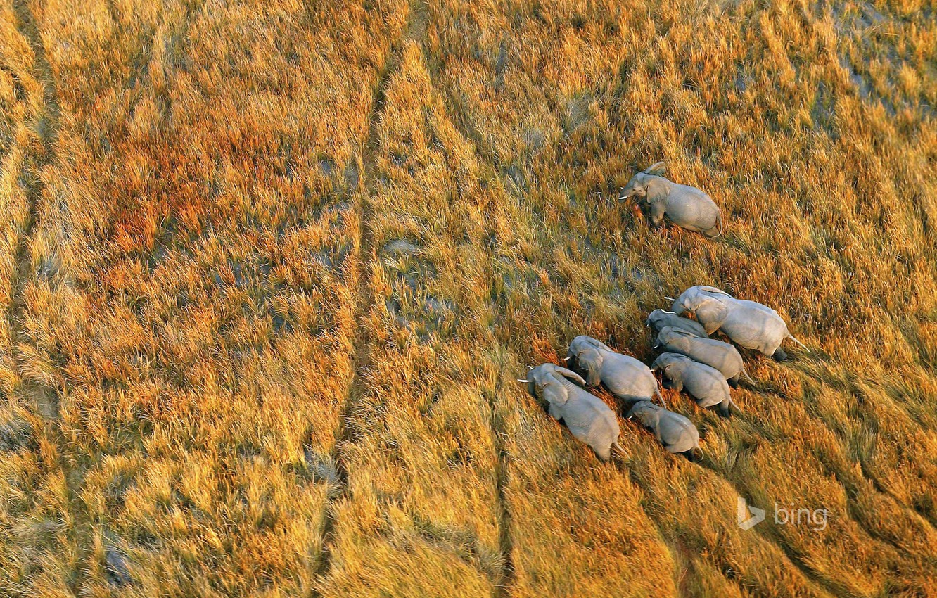 Photo Wallpaper Grass, Africa, Elephants, Botswana, - Elephant Birds Eye View - HD Wallpaper 