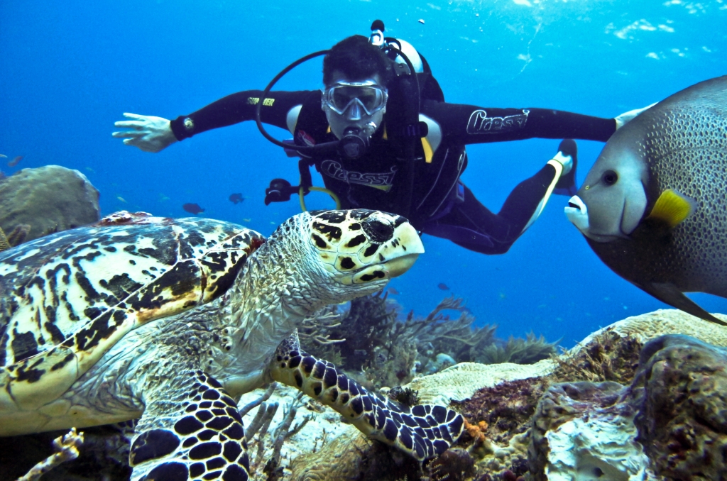 Scuba Diving In Costa Rica - HD Wallpaper 