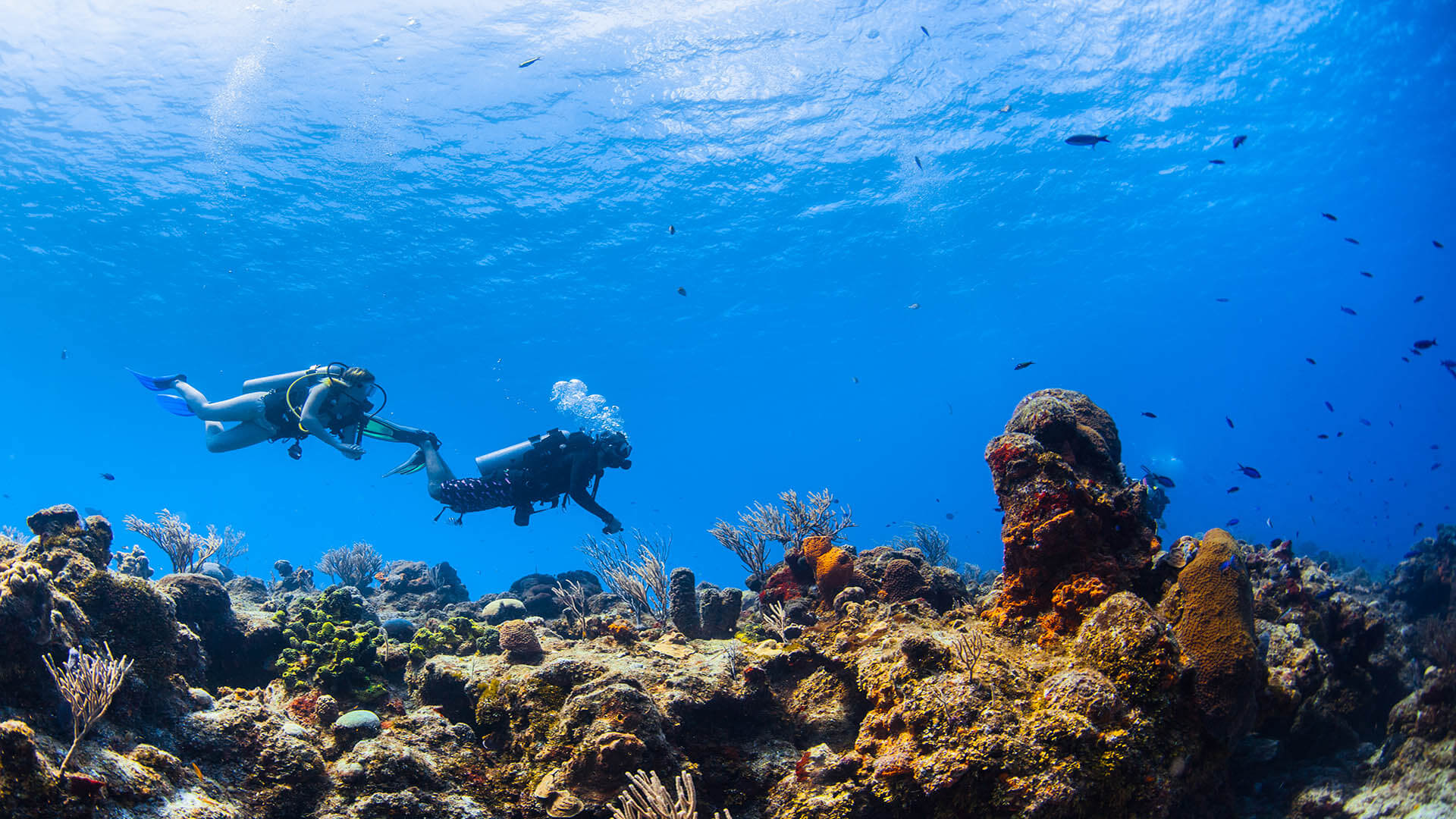 Cozumel Scuba Diving - HD Wallpaper 