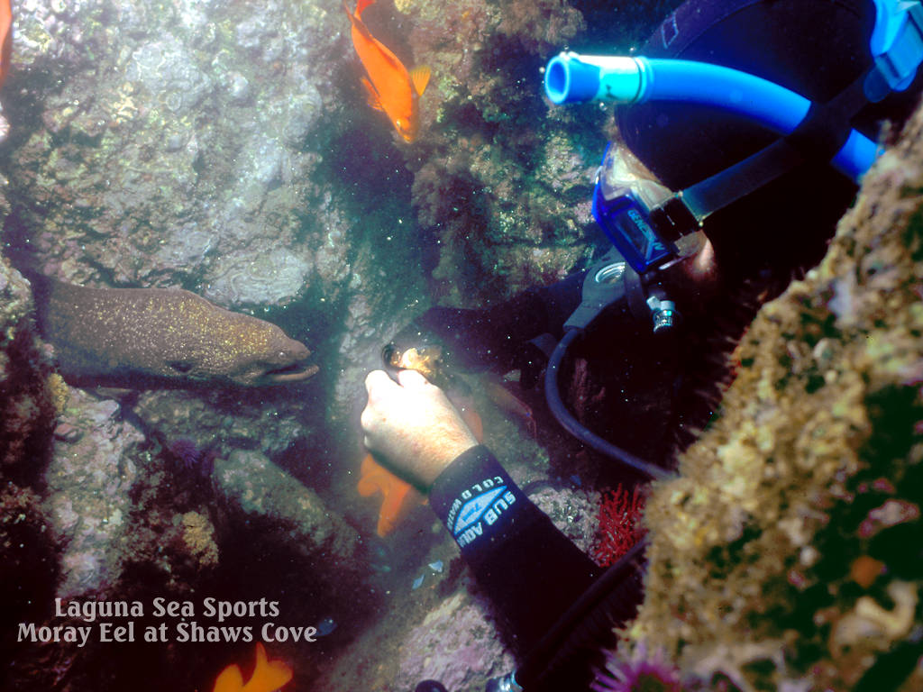 Laguna Beach Shaws Cove Diving - HD Wallpaper 