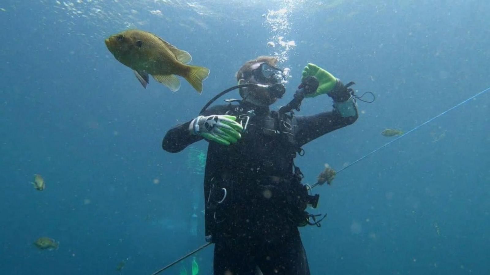 Diver In Sea - HD Wallpaper 