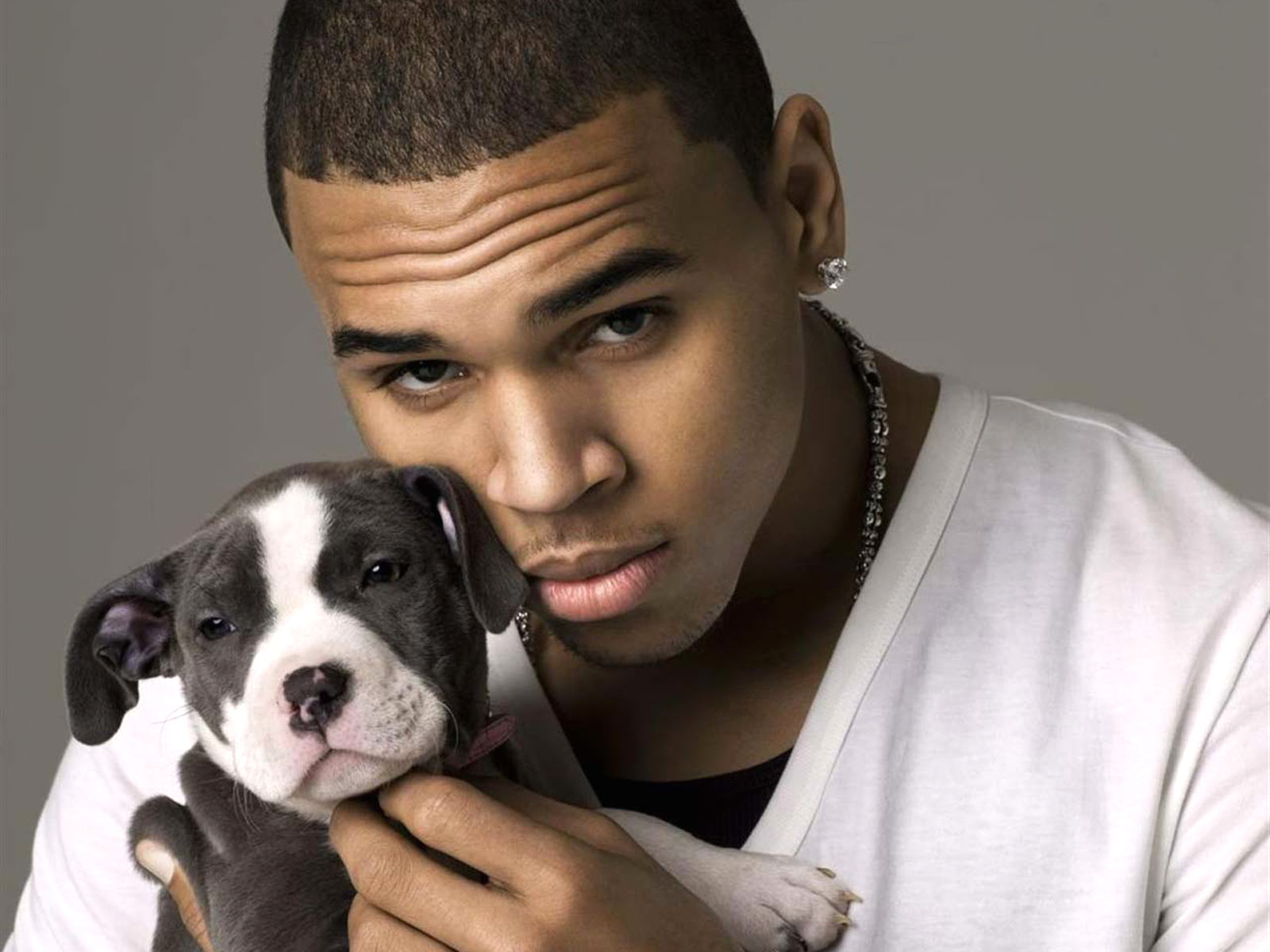 Chris Brown With Pitbull Puppy - HD Wallpaper 