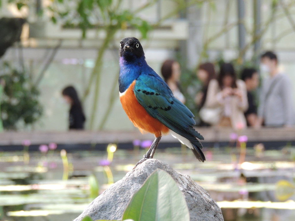 Finch - HD Wallpaper 