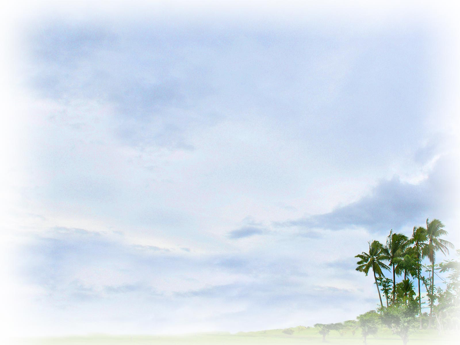 Palm And Sky Backgrounds - Palm Trees Ppt Background - HD Wallpaper 