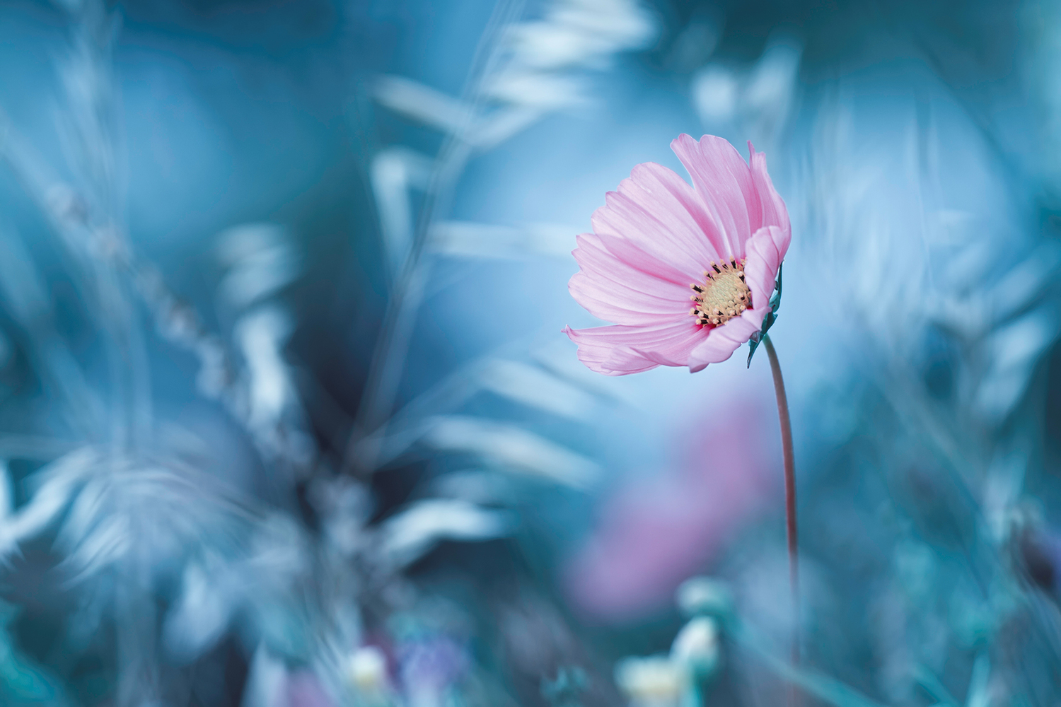 Photo Wallpaper A Walk In Dreamland - Frame Print Png - HD Wallpaper 