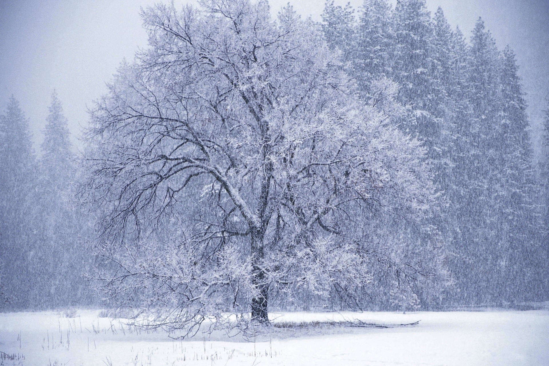 Winter Images Snow Falling - HD Wallpaper 