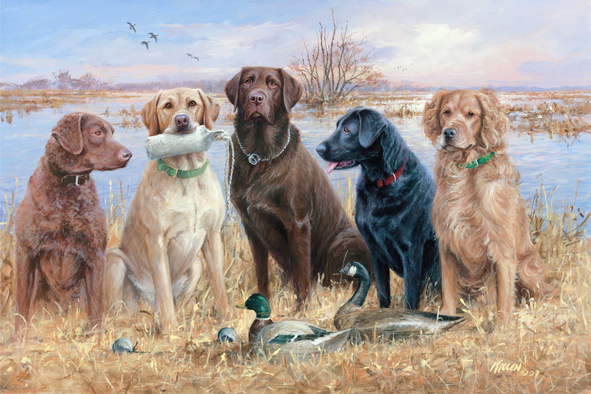 Waterfowl Wallpapers Wallpaper - Hunting Backgrounds - HD Wallpaper 
