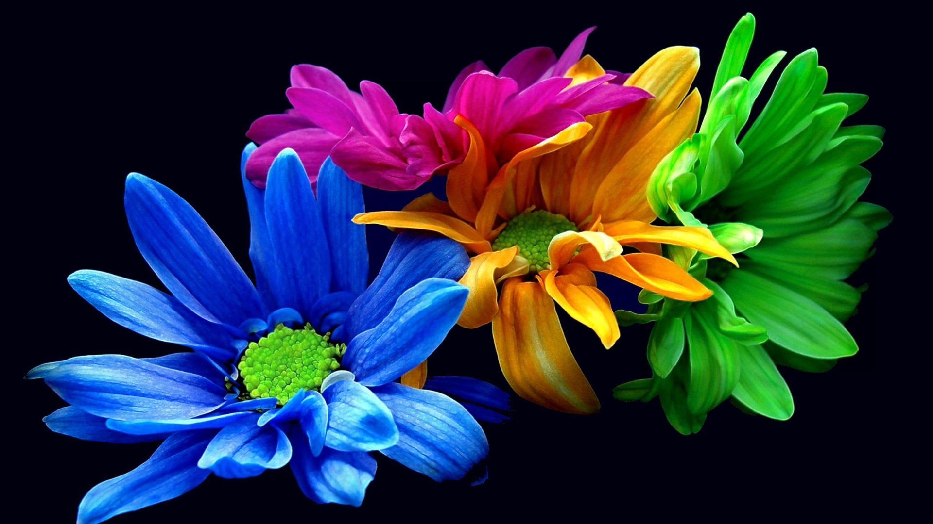 Colorful Flowers Black Background - HD Wallpaper 