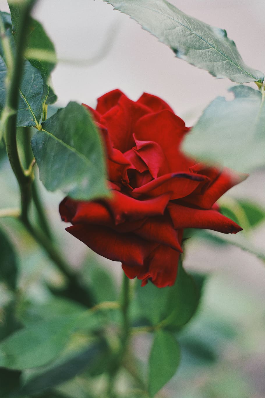 Flower, Rose, Botanical, Botanical Garden, Vsco, Wallpaper, - Vsco Wallpaper Roses - HD Wallpaper 