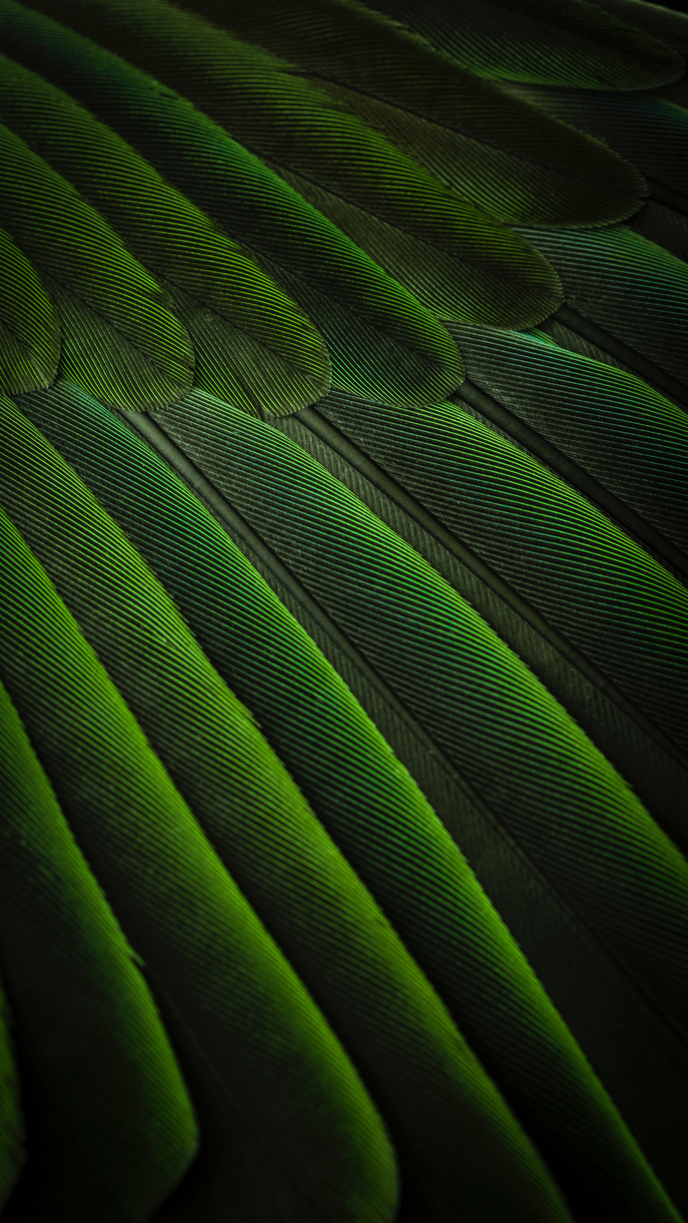 Wallpaper Feathers, Green, Color, Bird, Background - Simplicity Wallpaper Iphone - HD Wallpaper 