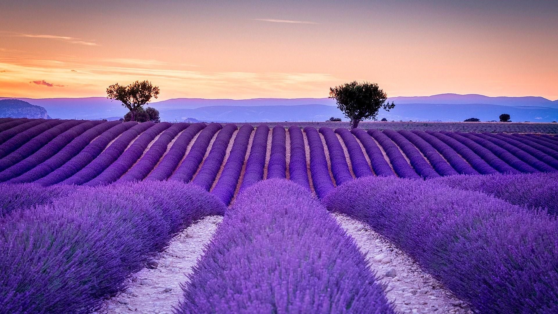 High Resolution Lavender Field - 1920x1080 Wallpaper High Resolution Lavender Field - 1920x1080 Wallpaper
