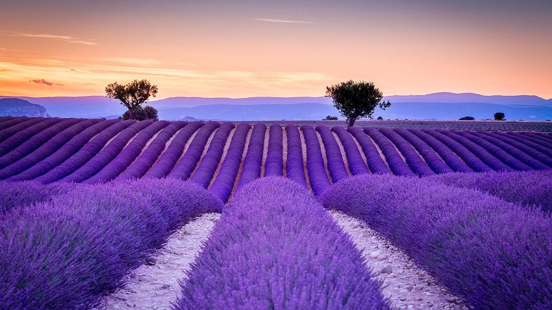 High Resolution Lavender Field - HD Wallpaper 