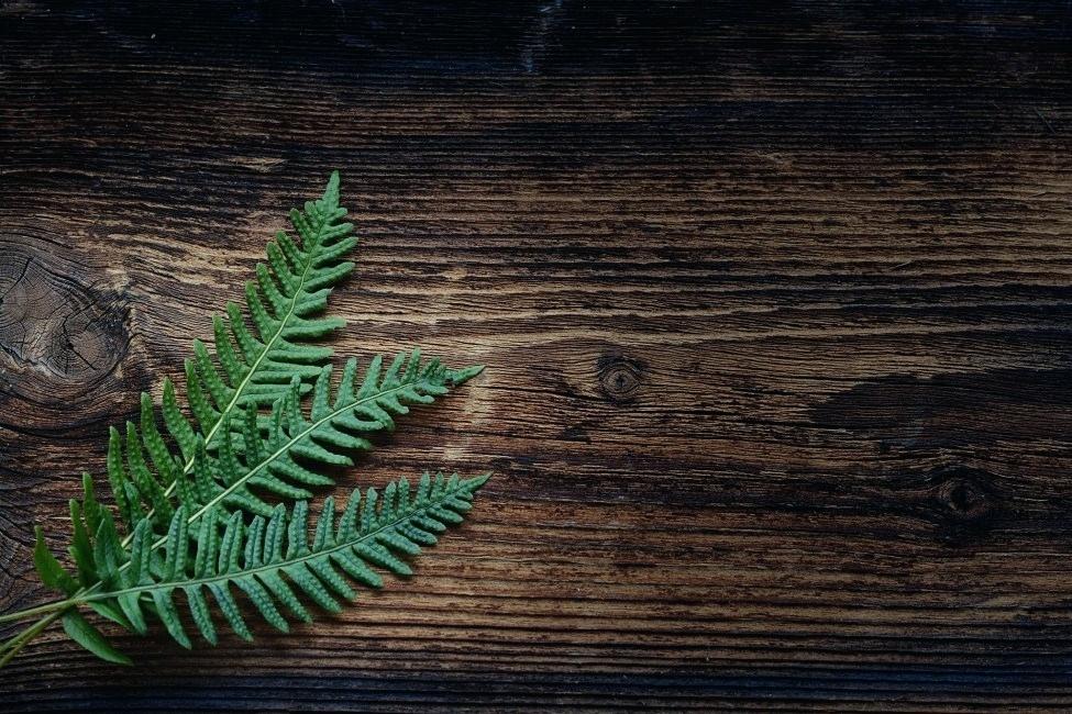 Leaves Wallpaper Hd Fern Plant Leaves Free Stock Photos - Green Leaves On Wood - HD Wallpaper 