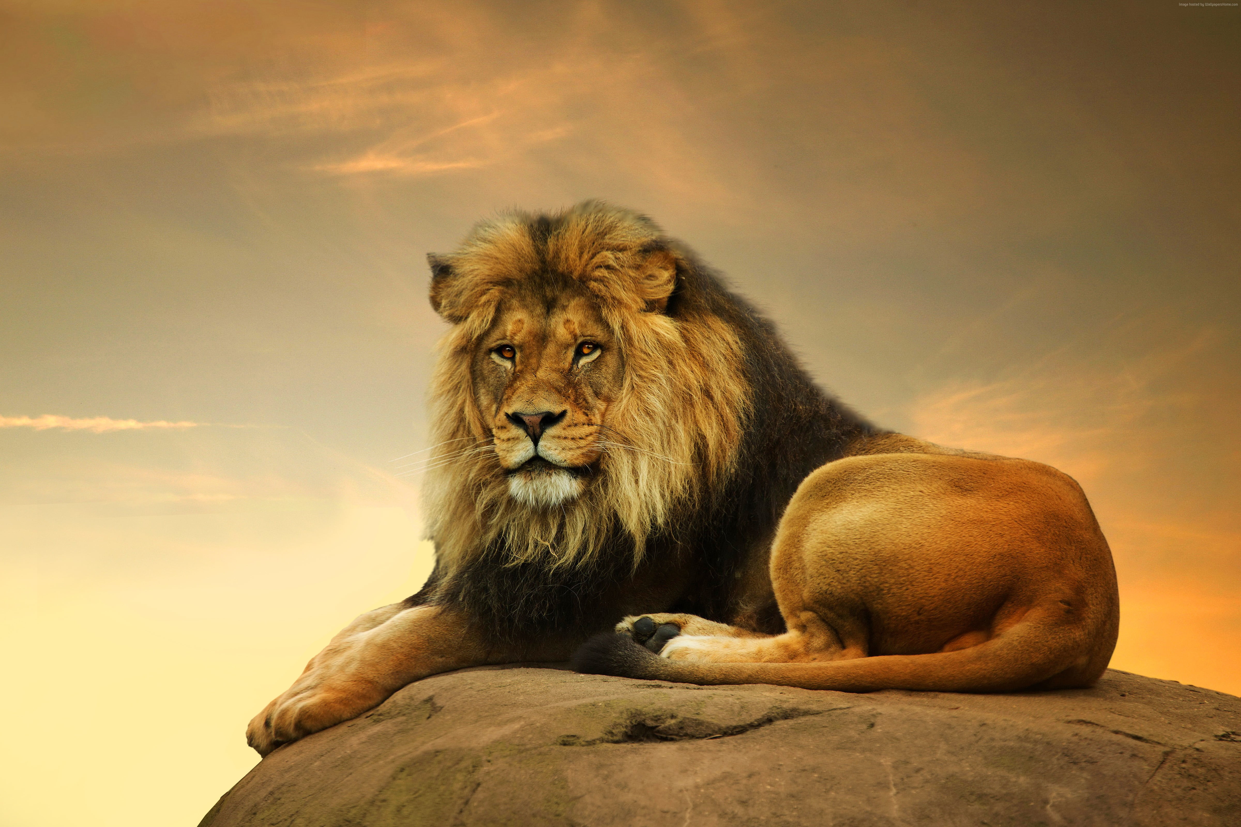 Lion Laying On A Rock - HD Wallpaper 