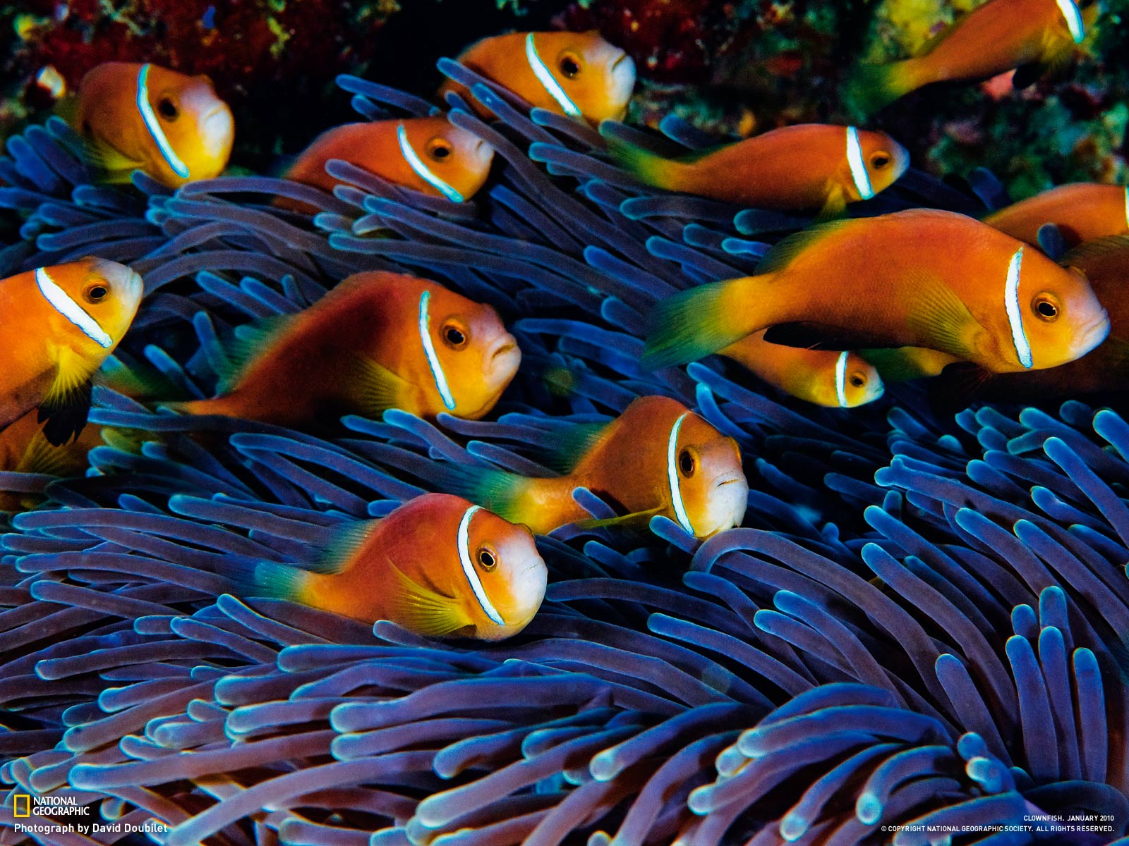 Red Sea Anemonefish Clown Fish Fish - HD Wallpaper 