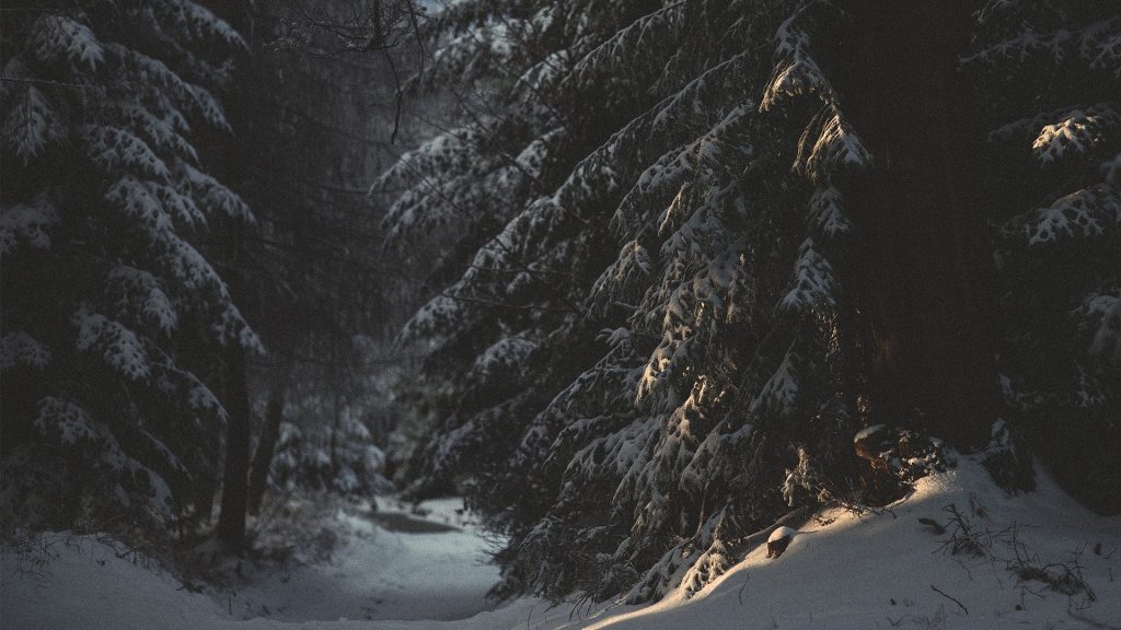 Snowy Pine Trees Dark - HD Wallpaper 