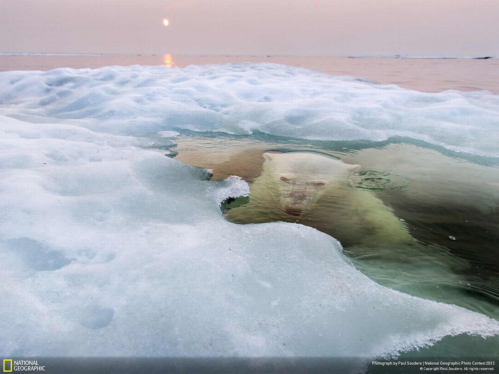 234548 - National Geographic Polar Bear In Water - HD Wallpaper 