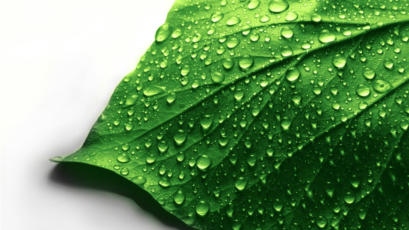 Fresh Green-refreshing Green Leaves2011 - Soybean Leaves With Water Drops - HD Wallpaper 