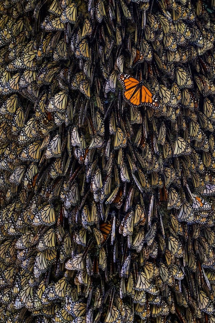 The Odd One, Tihomir Trichkov, Nature - Butterflies That Travel From Canada To Mexico - HD Wallpaper 