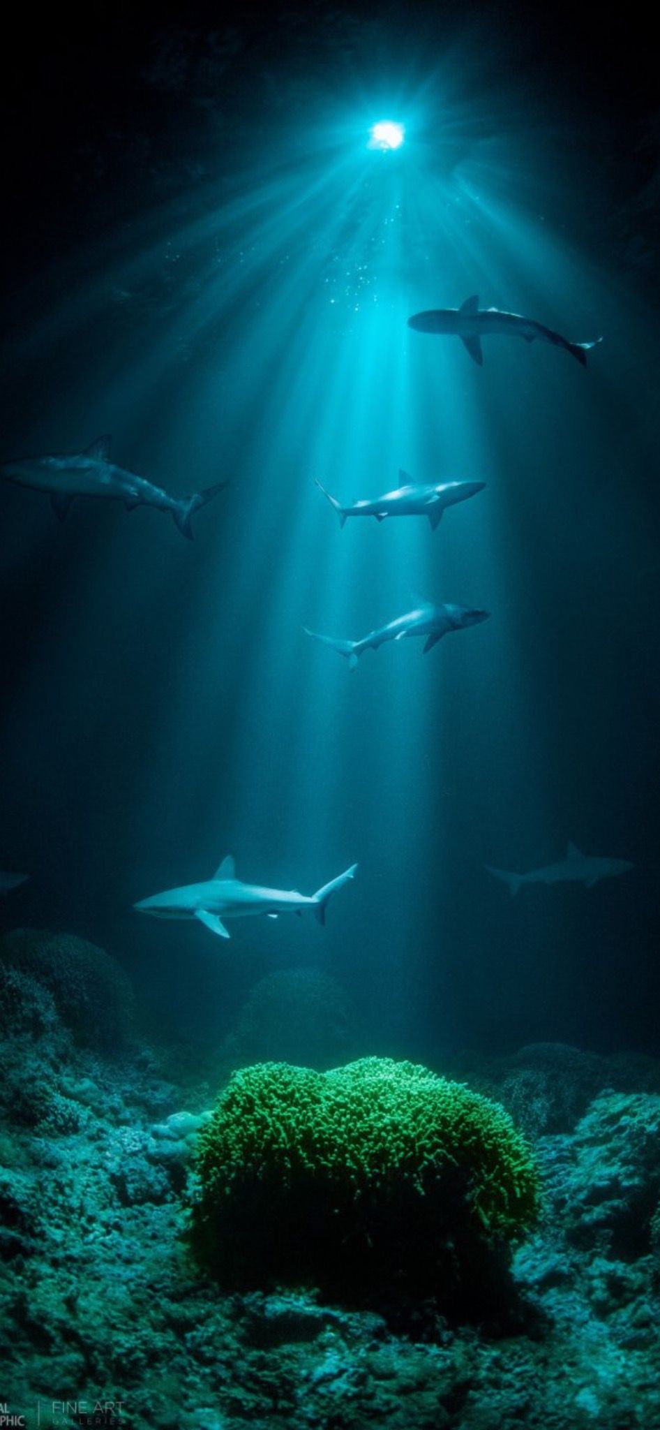 Underwater - HD Wallpaper 