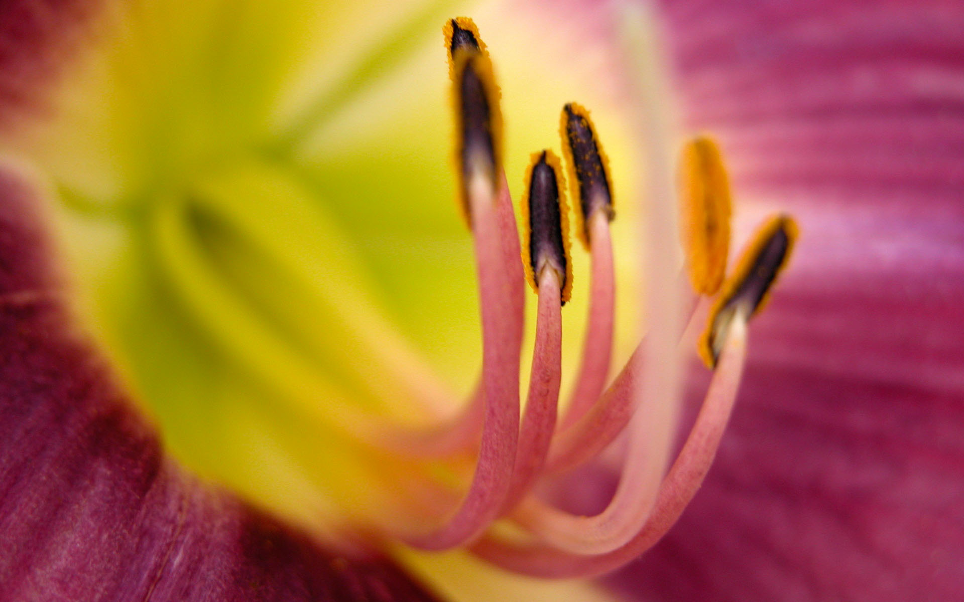 Close Up Flower - HD Wallpaper 