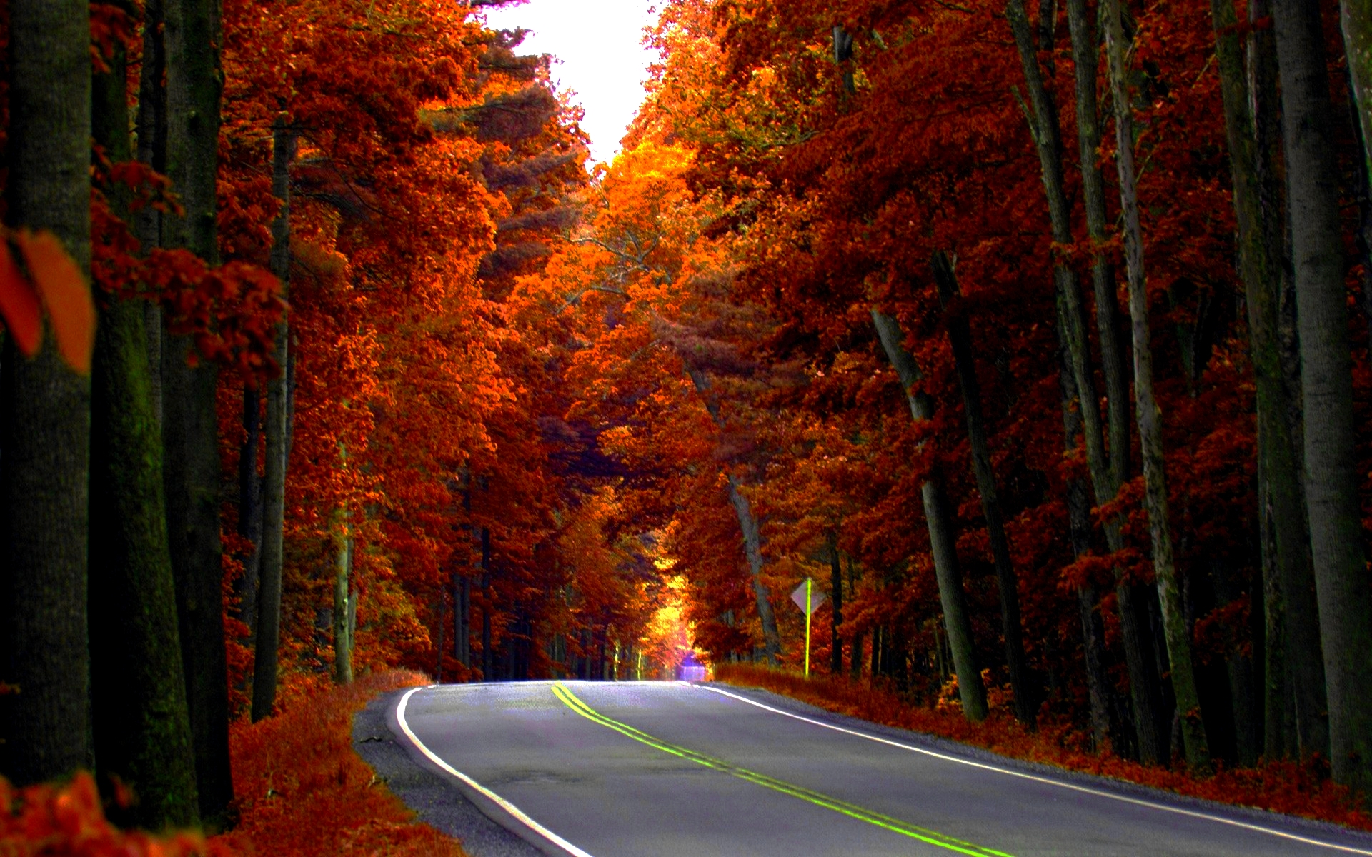 Directory Background, The Trees By The Road, Lx - Autumn Road Wallpaper Hd - HD Wallpaper 