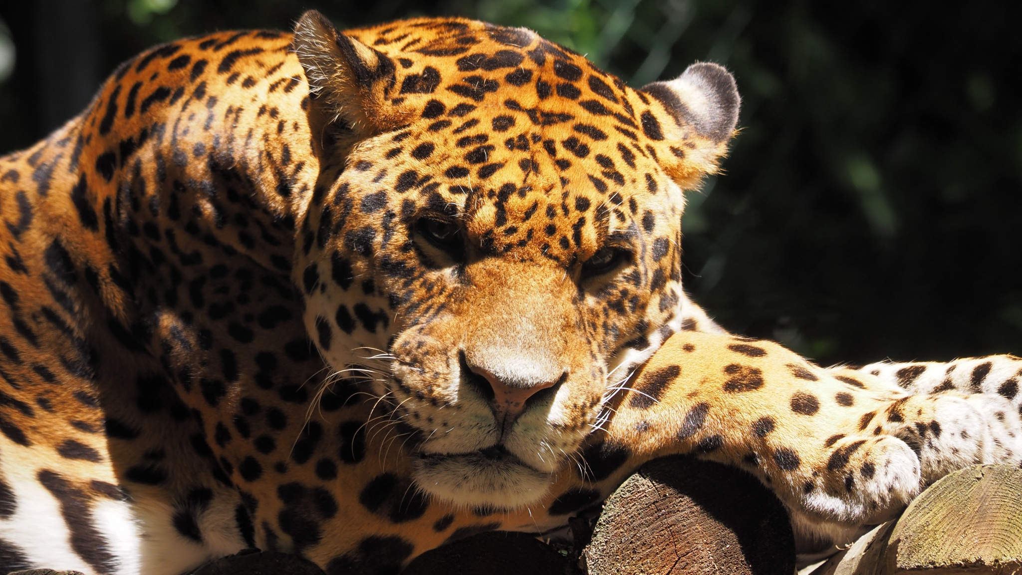 Jaguar, Animal, Predator, Muzzle, Wild, Wallpaper - HD Wallpaper 
