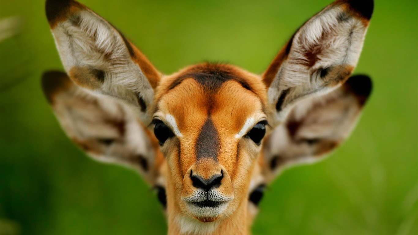 Wild Animals-2013 Animal World Wallpaper2012 - Amazing World Of Animals - HD Wallpaper 