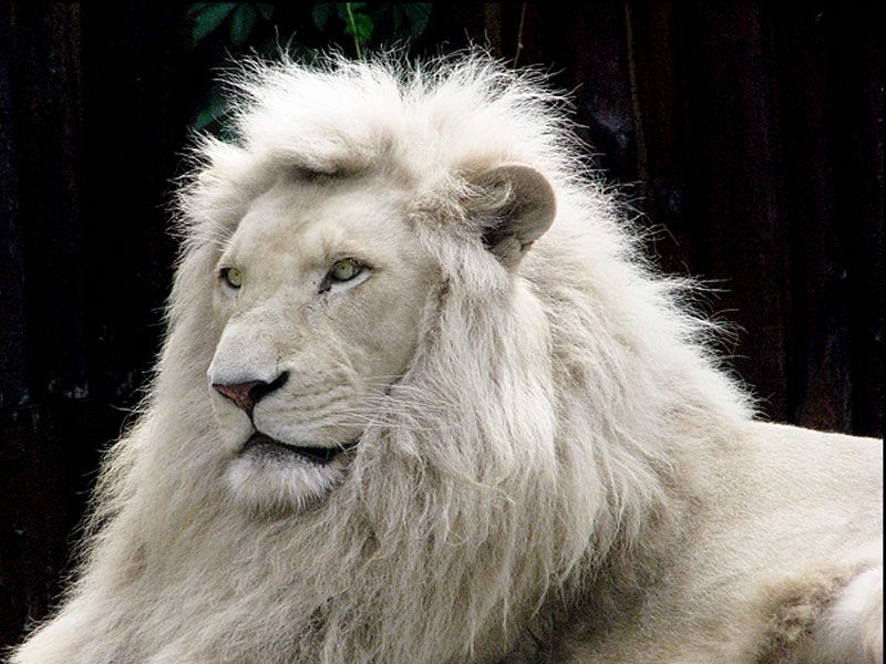 Wallpapers Do Leão Branco - White Lion Images Download - HD Wallpaper 