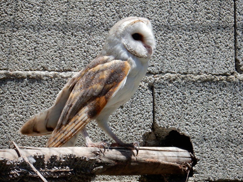 Barn Owl - HD Wallpaper 