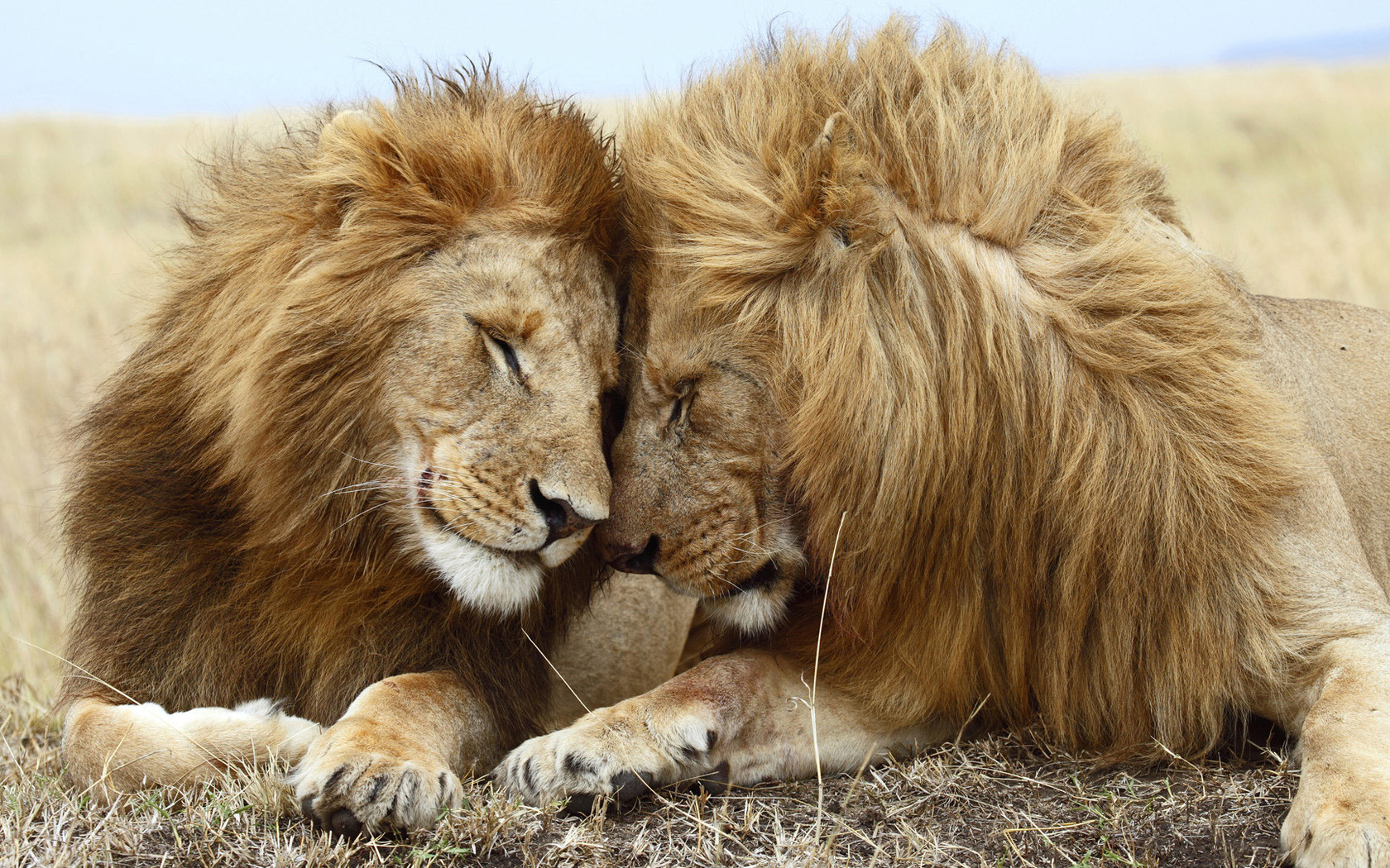 Lions Pair - HD Wallpaper 