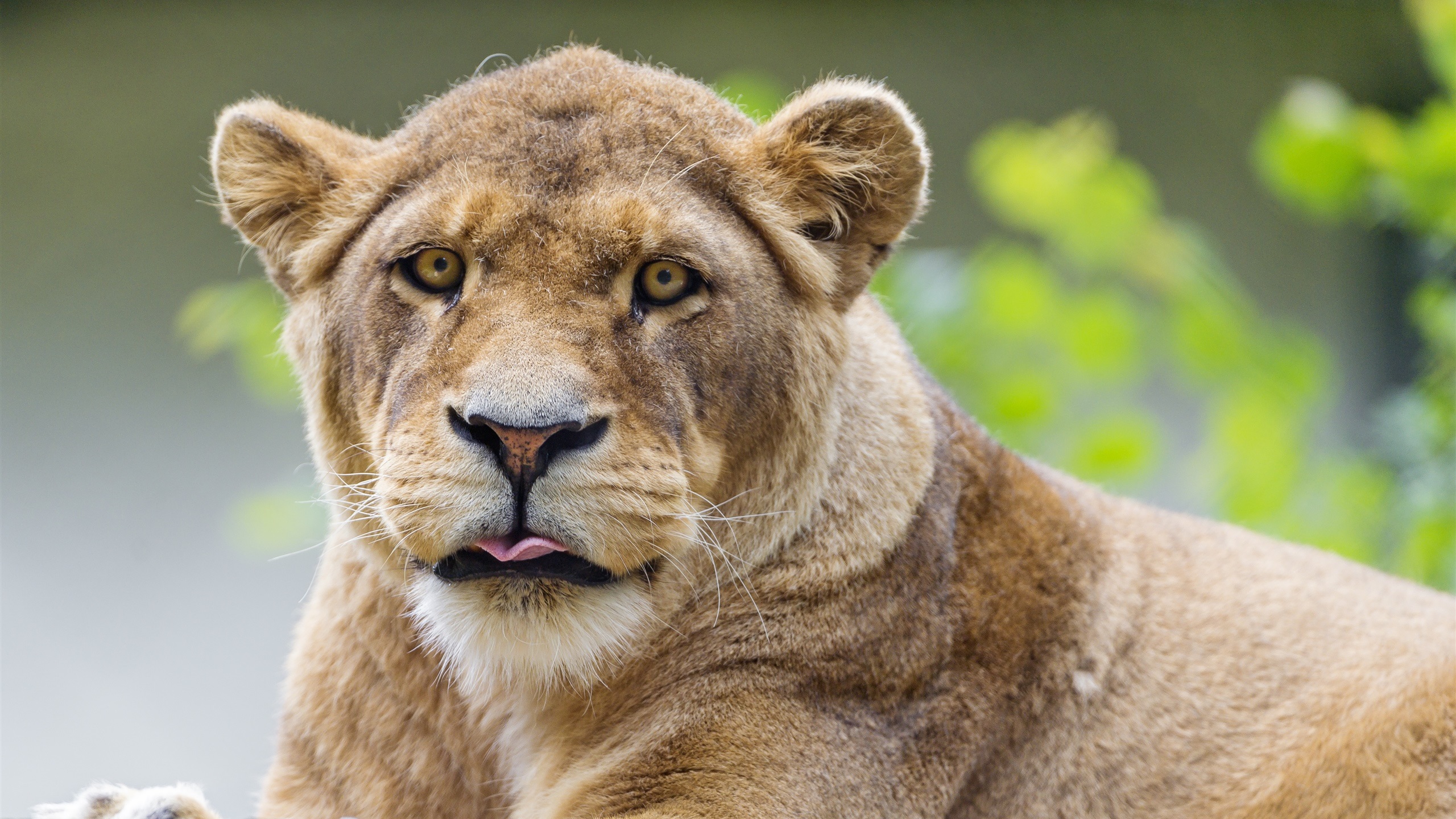 Lion - HD Wallpaper 