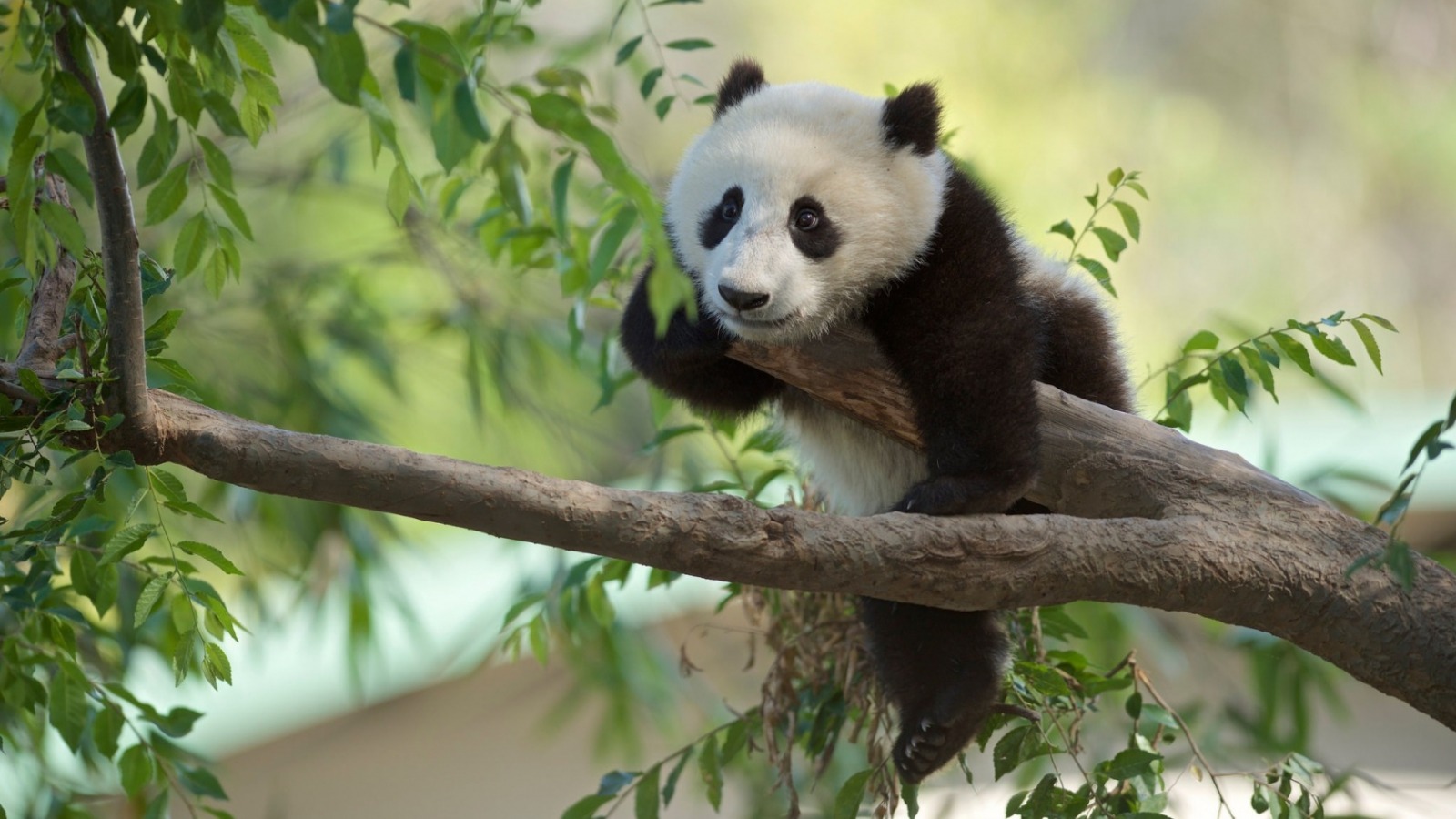 Panda - Hd Cute Animals Panda - HD Wallpaper 