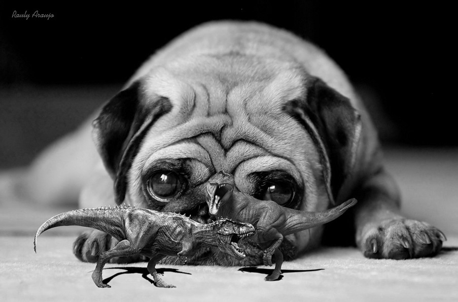 Pug Wallpaper 2k - HD Wallpaper 