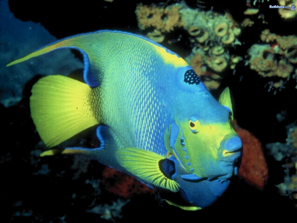 Fish - Colorful Fishes With Scales - HD Wallpaper 