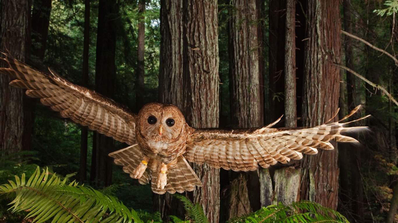 Animal Album V Site 307201 Wallpaper Wallpaper - Owls In The Redwood Forest - HD Wallpaper 
