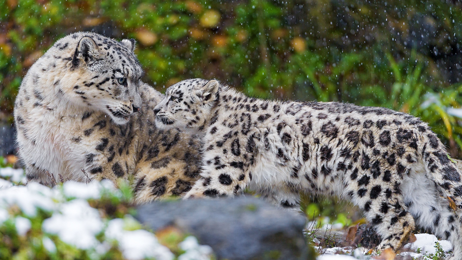 Snow Leopard With Baby - HD Wallpaper 