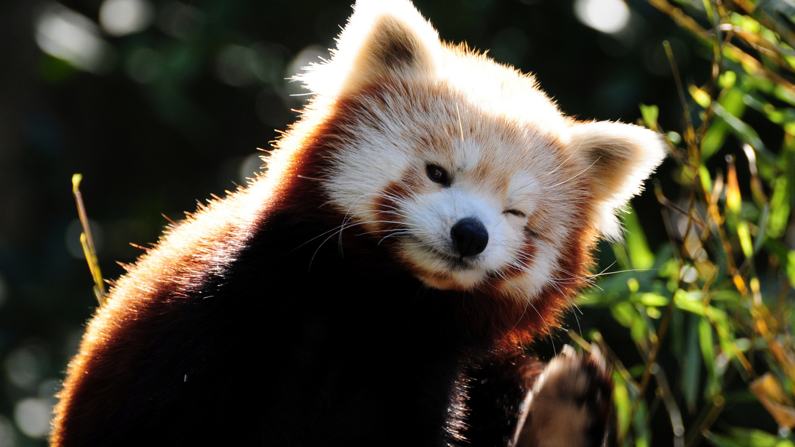 Cute Red Panda Wallpapers Hd 2560x1440 Wallpaper Teahub Io